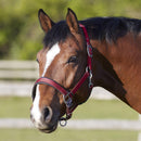Bitz Deluxe Padded Headcollar - Jalex Pet Products 