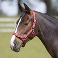 Bitz Everyday Adjustable Headcollar - Jalex Pet Products 