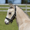 Bitz Fully Adjustable Foal Slip - Black - Jalex Pet Products 